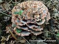 Podoscypha multizonata-amf1807